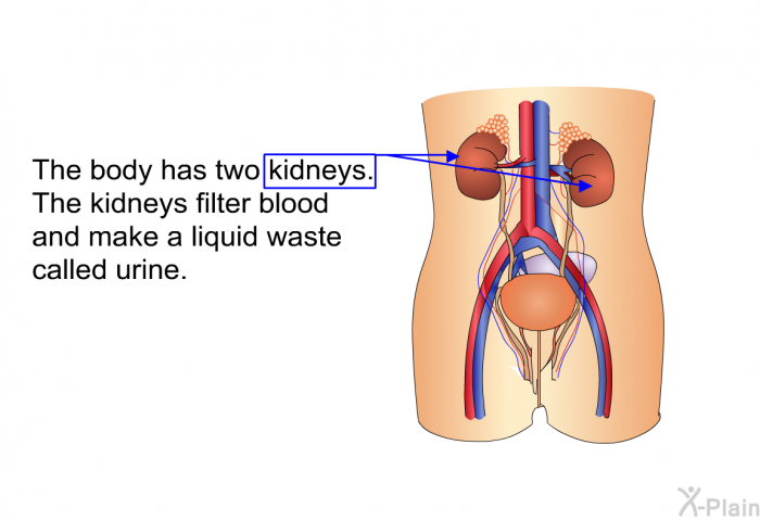 The body has two kidneys. The kidneys filter blood and make a liquid waste called urine.