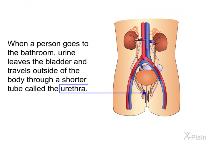 When a person goes to the bathroom, urine leaves the bladder and travels outside of the body through a shorter tube called the urethra.
