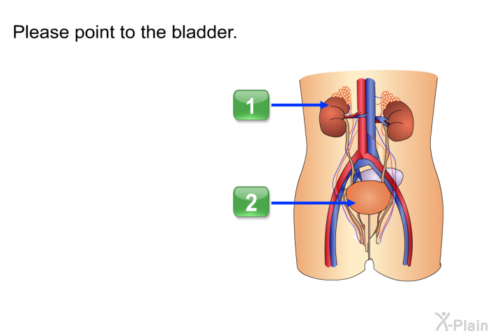 Please point to the bladder. Choose one of the following options.  (points to the kidney) (points to a bladder)