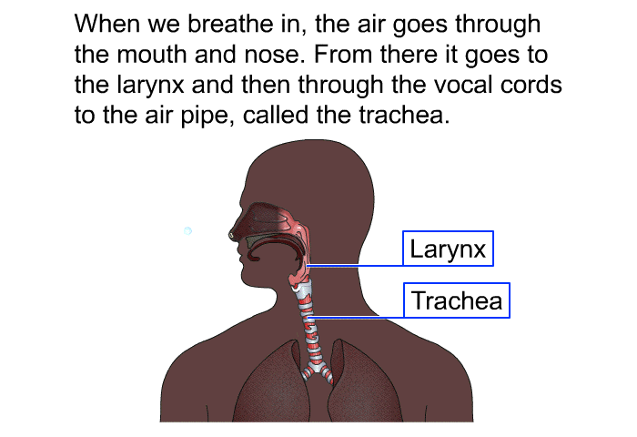 When we breathe in, the air goes through the mouth and nose. From there it goes to the larynx and then through the vocal cords to the air pipe, called the trachea.