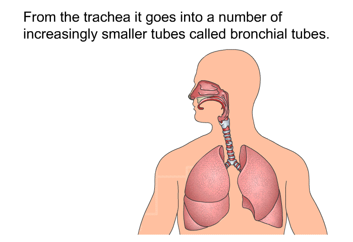 From the trachea it goes into a number of increasingly smaller tubes called bronchial tubes.