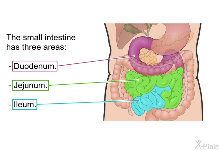 The small intestine has three areas:  Duodenum. Jejunum. Ileum.