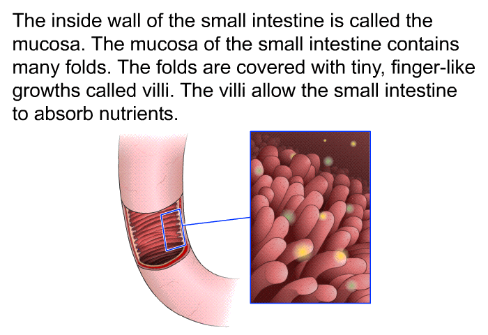 The inside wall of the small intestine is called the mucosa. The mucosa of the small intestine contains many folds. The folds are covered with tiny, finger-like growths called villi. The villi allow the small intestine to absorb nutrients.