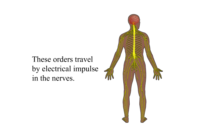 These orders travel by electrical impulse in the nerves.