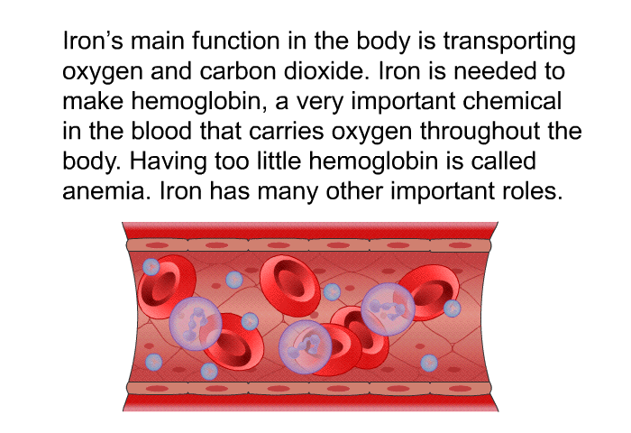Iron's main function in the body is transporting oxygen and carbon dioxide. Iron is needed to make hemoglobin, a very important chemical in the blood that carries oxygen throughout the body. Having too little hemoglobin is called anemia. Iron has many other important roles.