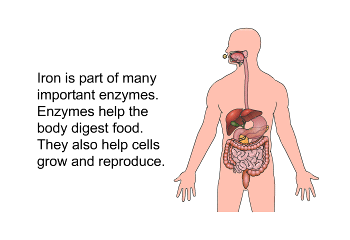 Iron is part of many important enzymes. Enzymes help the body digest food. They also help cells grow and reproduce.