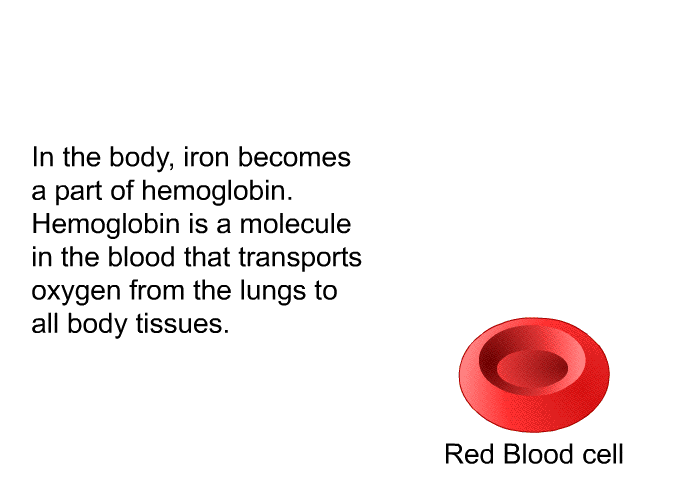 In the body, iron becomes a part of hemoglobin. Hemoglobin is a molecule in the blood that transports oxygen from the lungs to all body tissues.
