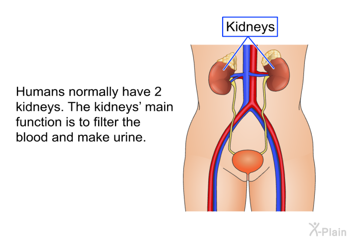 Humans normally have 2 kidneys. The kidneys' main function is to filter the blood and make urine.