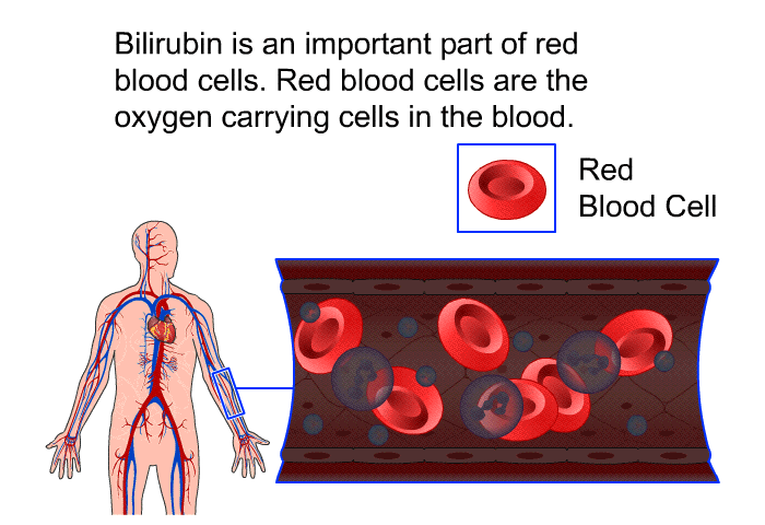 Bilirubin is an important part of red blood cells. Red blood cells are the oxygen carrying cells in the blood.