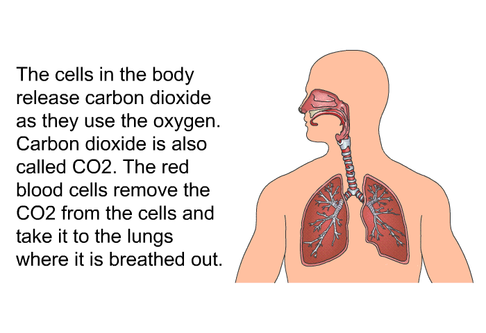 The cells in the body release carbon dioxide as they use the oxygen. Carbon dioxide is also called CO2. The red blood cells remove the CO2 from the cells and take it to the lungs where it is breathed out.
