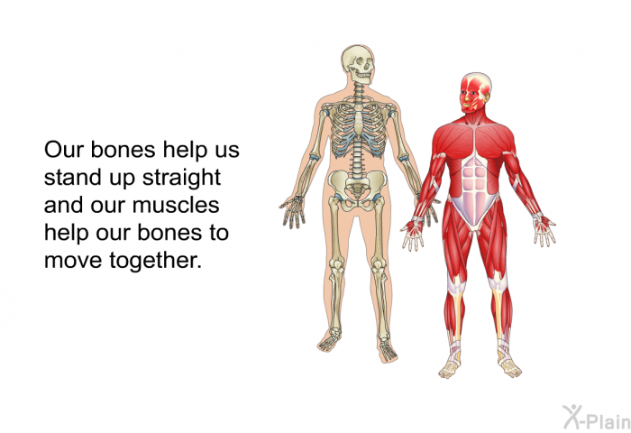 Our bones help us stand up straight and our muscles help our bones to move together.