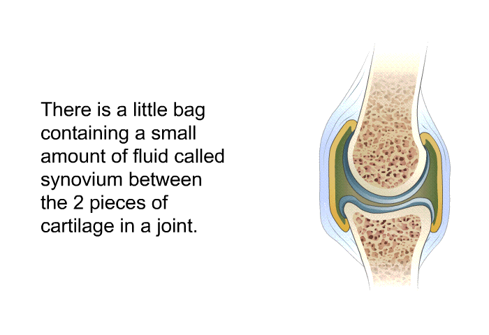 There is a little bag containing a small amount of fluid called synovium between the 2 pieces of cartilage in a joint.