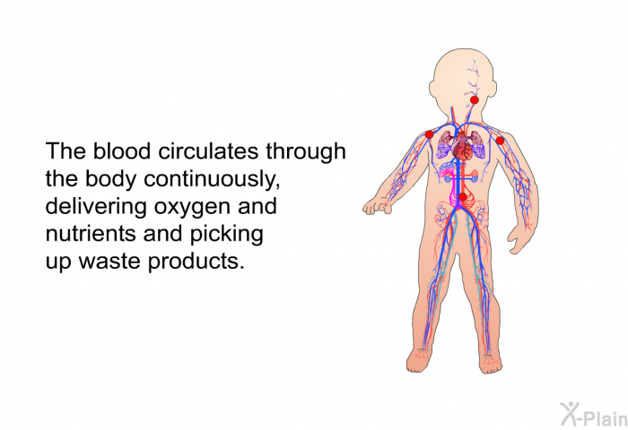 The blood circulates through the body continuously, delivering oxygen and nutrients and picking up waste products.