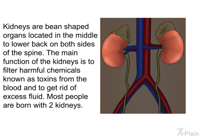 Kidneys are bean shaped organs located in the middle to lower back on both sides of the spine. The main function of the kidneys is to filter harmful chemicals known as toxins from the blood and to get rid of excess fluid. Most people are born with 2 kidneys.
