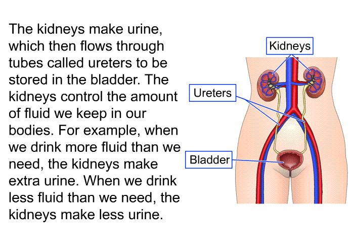 The kidneys make urine, which then flows through tubes called ureters to be stored in the bladder. The kidneys control the amount of fluid we keep in our bodies. For example, when we drink more fluid than we need, the kidneys make extra urine. When we drink less fluid than we need, the kidneys make less urine.