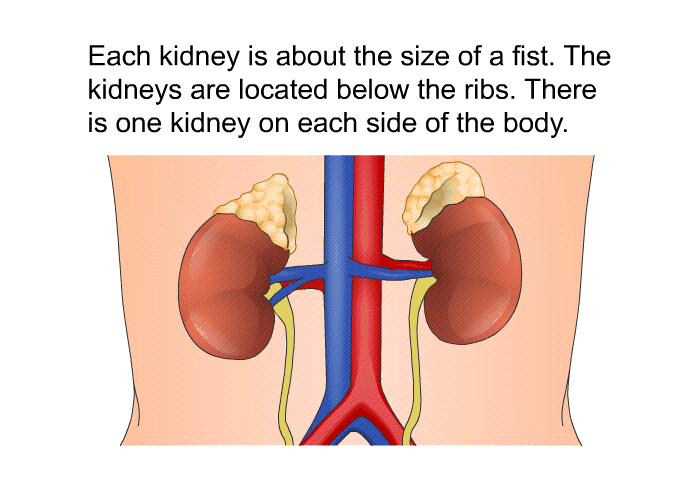 Each kidney is about the size of a fist. The kidneys are located below the ribs. There is one kidney on each side of the body.