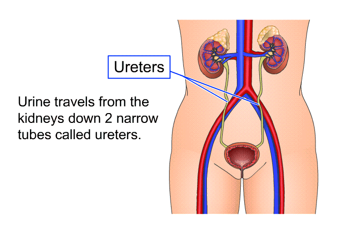 Urine travels from the kidneys down 2 narrow tubes called ureters.