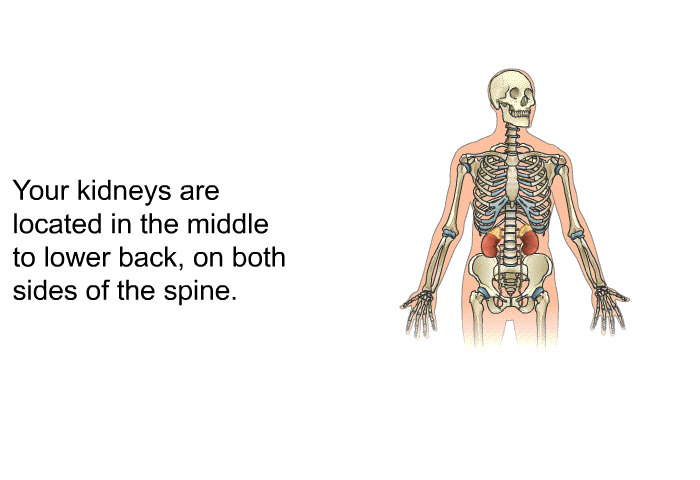 Your kidneys are located in the middle to lower back, on both sides of the spine.