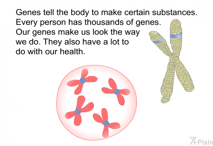 Genes tell the body to make certain substances. Every person has thousands of genes. Our genes make us look the way we do. They also have a lot to do with our health.