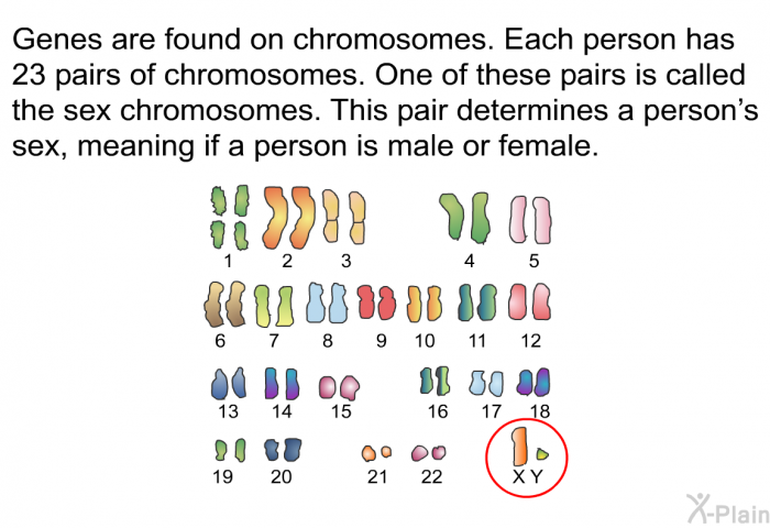 Genes are found on chromosomes. Each person has 23 pairs of chromosomes. One of these pairs is called the sex chromosomes. This pair determines a person's sex, meaning if a person is male or female.