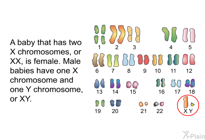A baby that has two X chromosomes, or XX, is female. Male babies have one X chromosome and one Y chromosome, or XY.