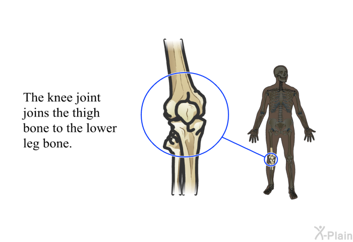 The knee joint joins the thigh bone to the lower leg bone.