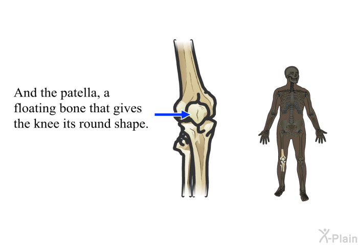 And the patella, a floating bone that gives the knee its round shape.