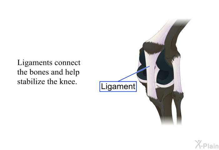 Ligaments connect the bones and help stabilize the knee.