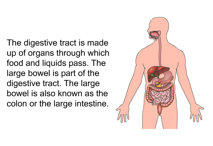 The digestive tract is made up of organs through which food and liquids pass. The large bowel is part of the digestive tract. The large bowel is also known as the colon or the large intestine.