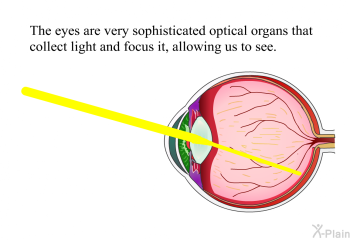The eyes are very sophisticated optical organs that collect light and focus it, allowing us to see.