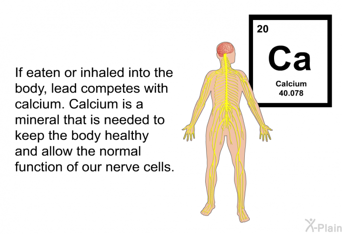 If eaten or inhaled into the body, lead competes with calcium. Calcium is a mineral that is needed to keep the body healthy and allow the normal function of our nerve cells.