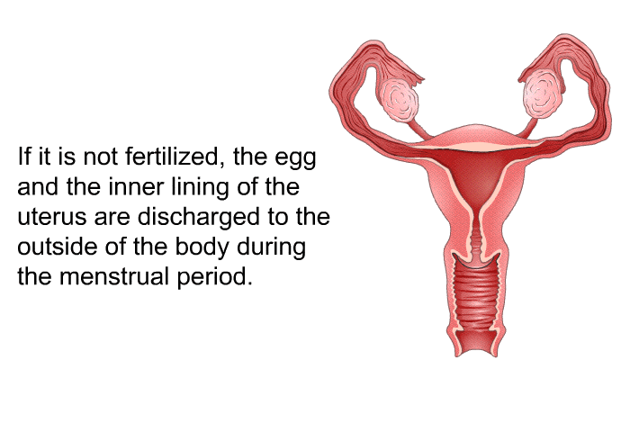 If it is not fertilized, the egg and the inner lining of the uterus are discharged to the outside of the body during the menstrual period.