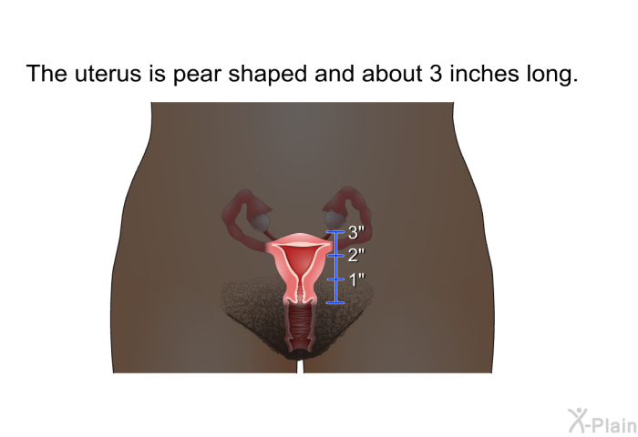 The uterus is pear shaped and about 3 inches long.