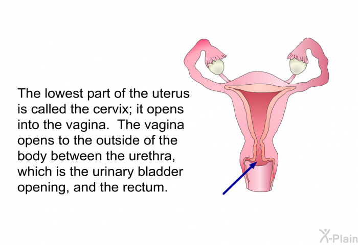 The lowest part of the uterus is called the cervix; it opens into the vagina. The vagina opens to the outside of the body between the urethra, which is the urinary bladder opening, and the rectum.