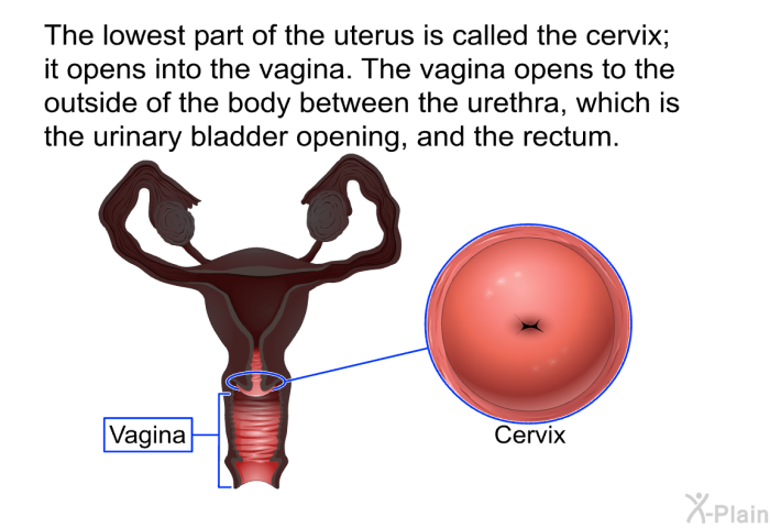 The lowest part of the uterus is called the cervix; it opens into the vagina. The vagina opens to the outside of the body between the urethra, which is the urinary bladder opening, and the rectum.