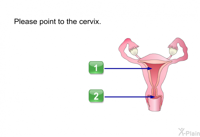 Please point to the cervix. Press A or B.