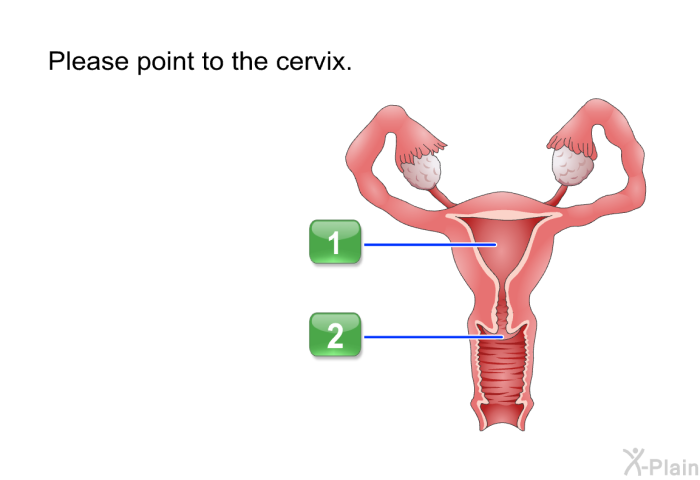 Please point to the cervix. Press A or B.