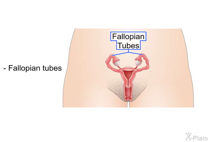 Fallopian tubes