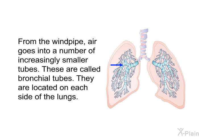 From the windpipe, air goes into a number of increasingly smaller tubes. These are called bronchial tubes. They are located on each side of the lungs.