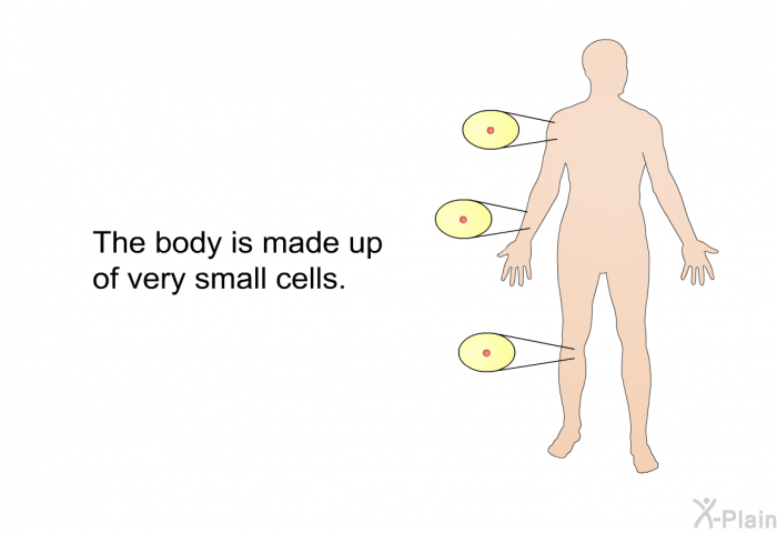 The body is made up of very small cells.