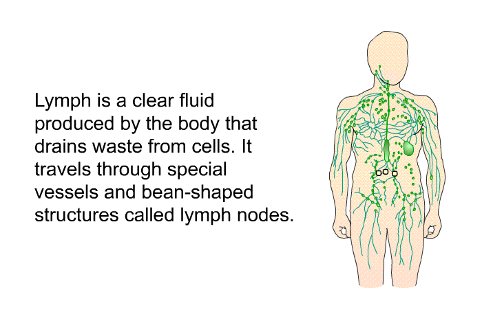 Lymph is a clear fluid produced by the body that drains waste from cells. It travels through special vessels and bean-shaped structures called lymph nodes.