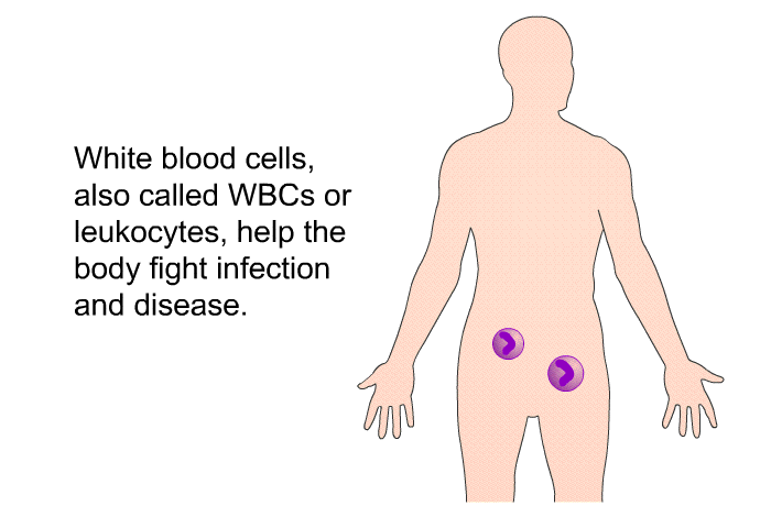 White blood cells, also called WBCs or leukocytes, help the body fight infection and disease.