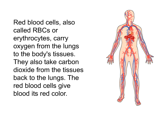 Red blood cells, also called RBCs or erythrocytes, carry oxygen from the lungs to the body's tissues. They also take carbon dioxide from the tissues back to the lungs. The red blood cells give blood its red color.