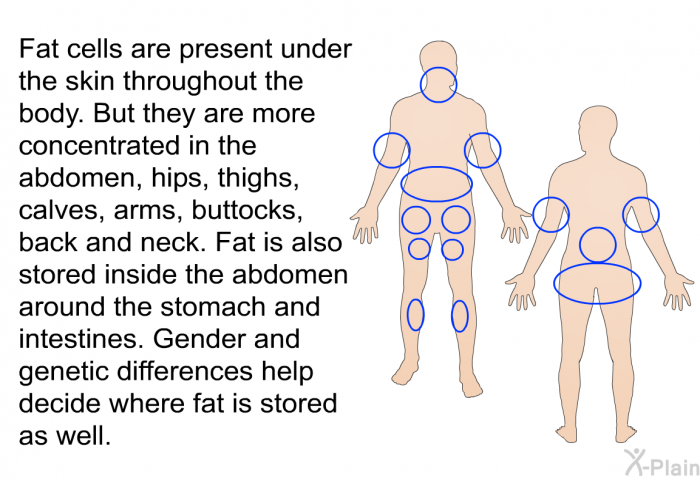 Fat cells are present under the skin throughout the body. But they are more concentrated in the abdomen, hips, thighs, calves, arms, buttocks, back and neck. Fat is also stored inside the abdomen around the stomach and intestines. Gender and genetic differences help decide where fat is stored as well.