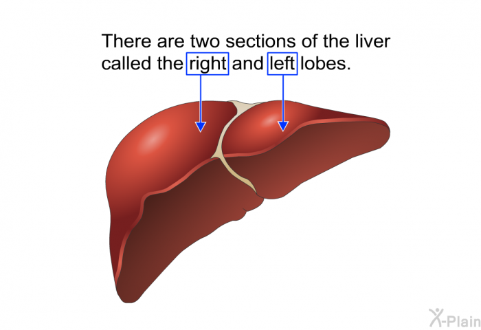 There are two sections of the liver called the right and left lobes.