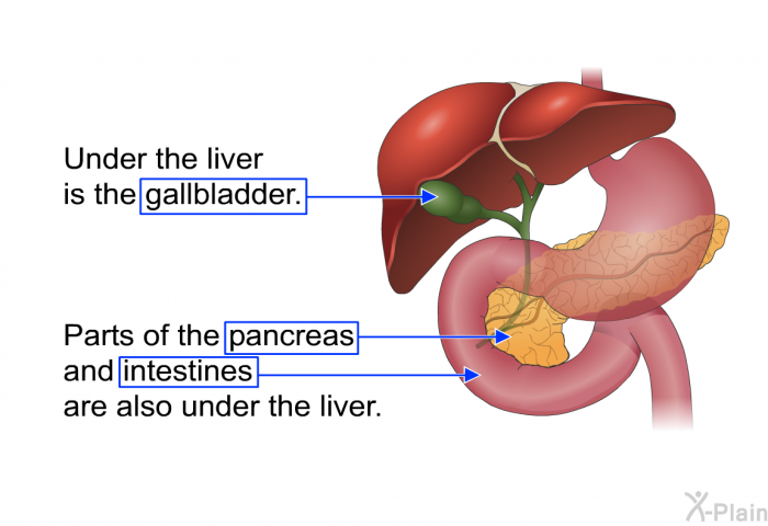 Under the liver is the gallbladder. Parts of the pancreas and intestines are also under the liver.