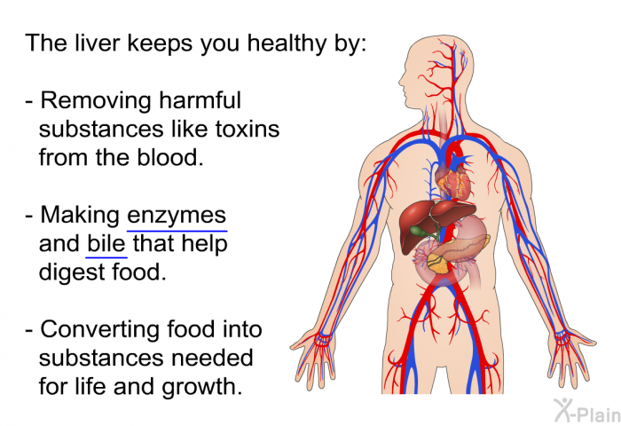 The liver keeps you healthy by:  Removing harmful substances like toxins from the blood. Making enzymes and bile that help digest food. Converting food into substances needed for life and growth.
