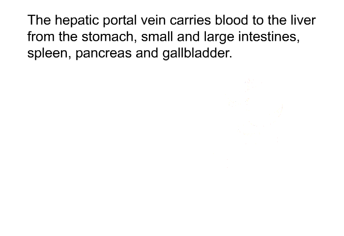 The hepatic portal vein carries blood to the liver from the stomach, small and large intestines, spleen, pancreas and gallbladder.