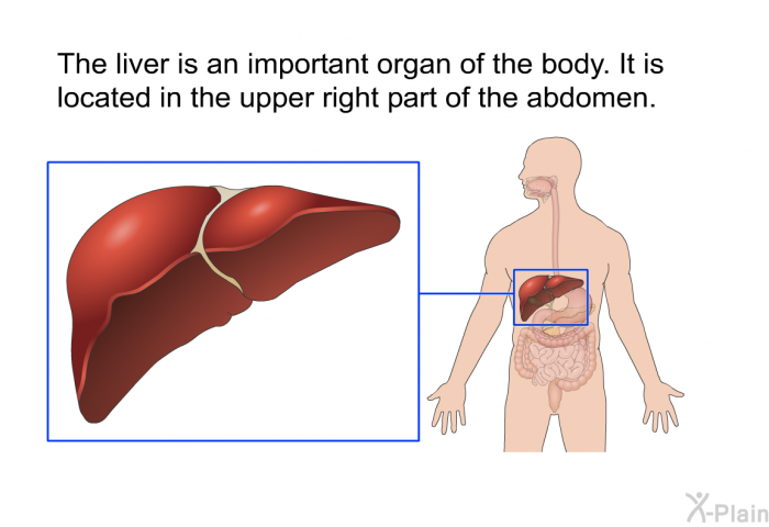 The liver is an important organ of the body. It is located in the upper right part of the abdomen.