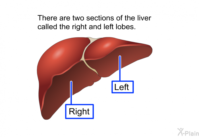 There are two sections of the liver called the right and left lobes.